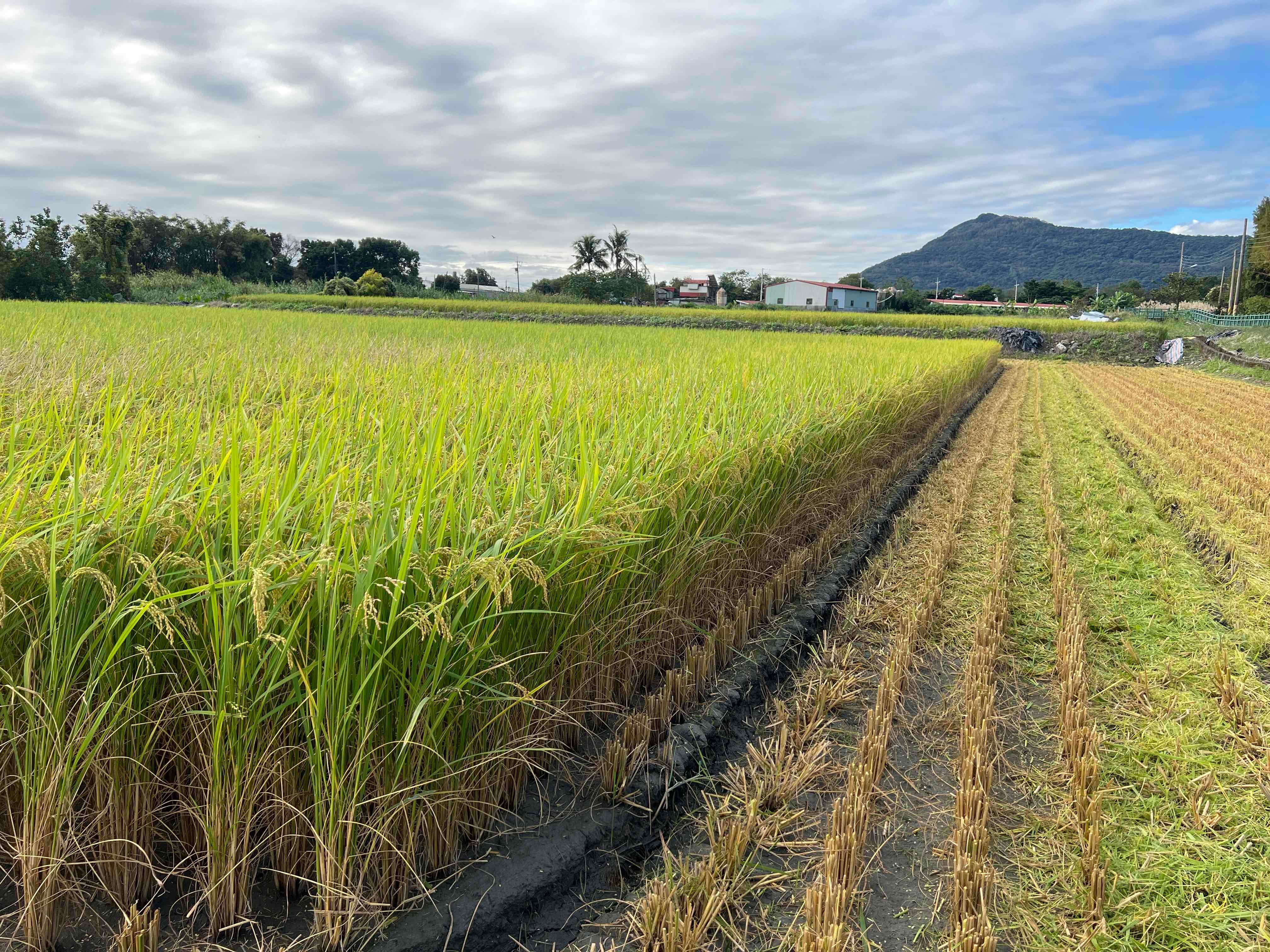 Rice farm nearby