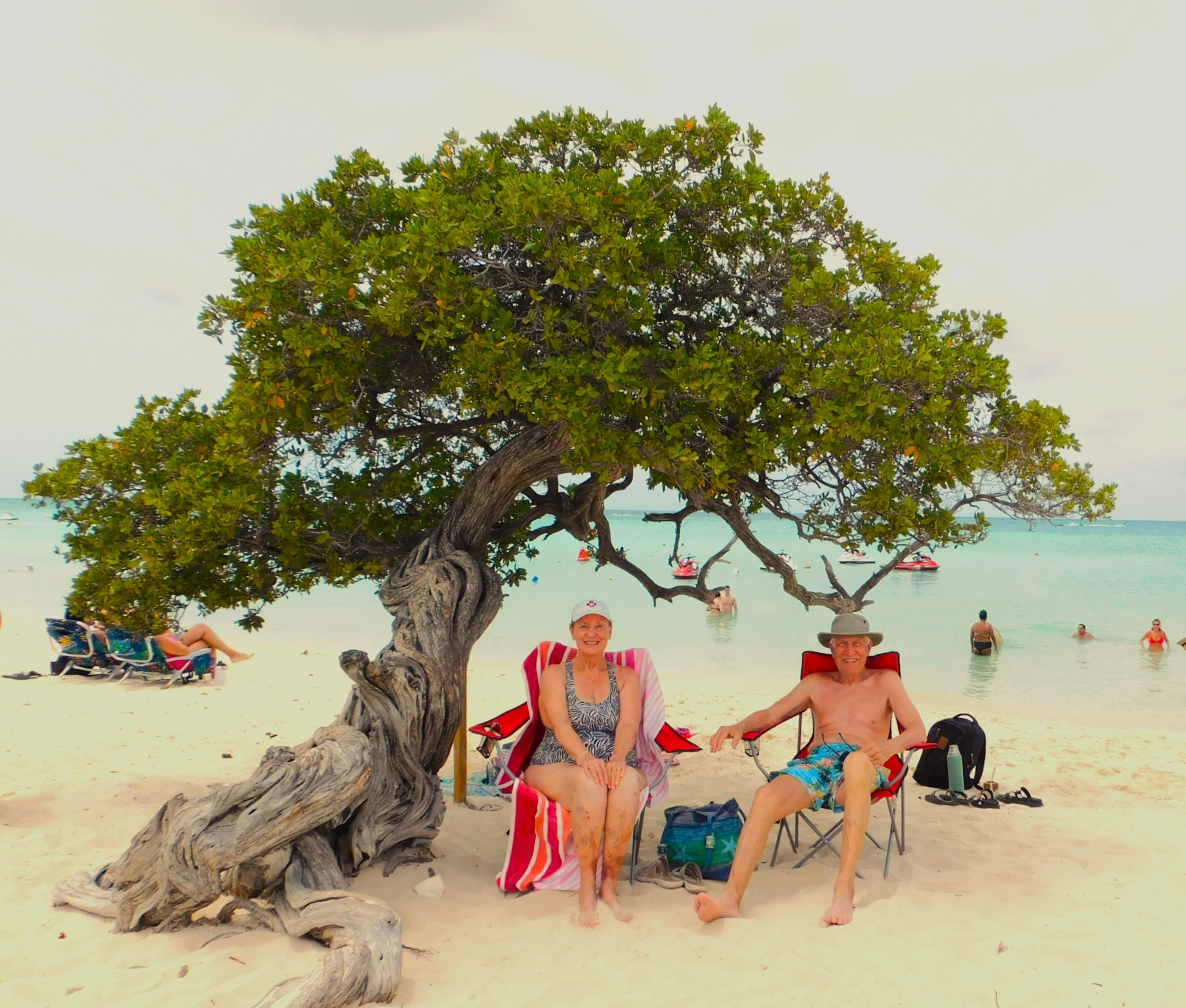 the primary Fofoti tree on Eagle Beach