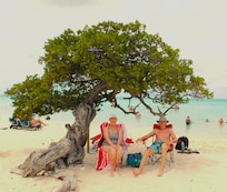 the primary Fofoti tree on Eagle Beach