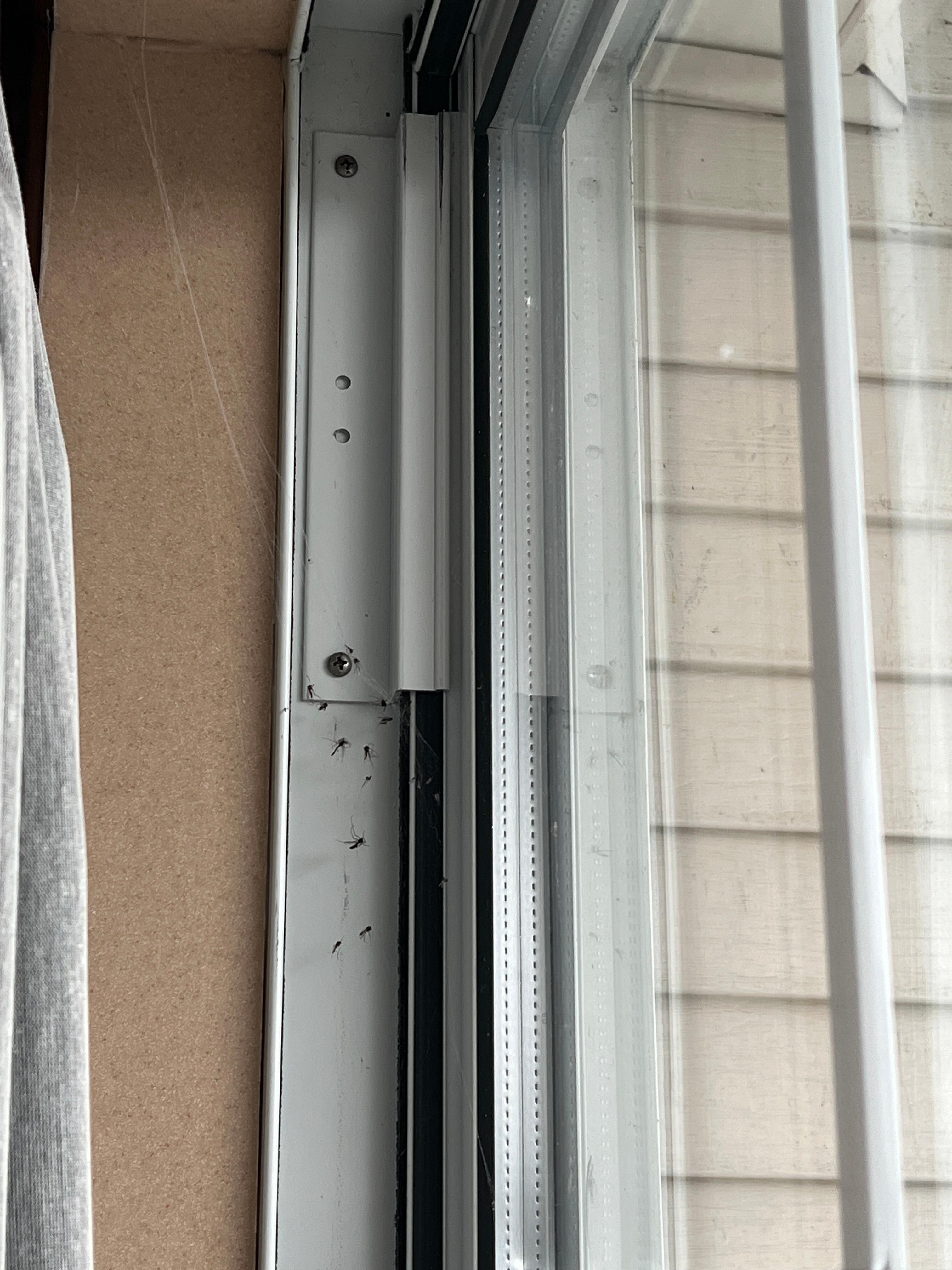 Tons more dead bugs
