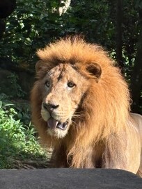 Lions at the restaurant