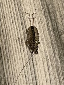 Dead bug in floor