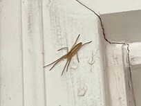 This spider came out of the webs that were above the front entrance.
