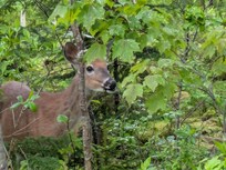 A deer we saw near the house!