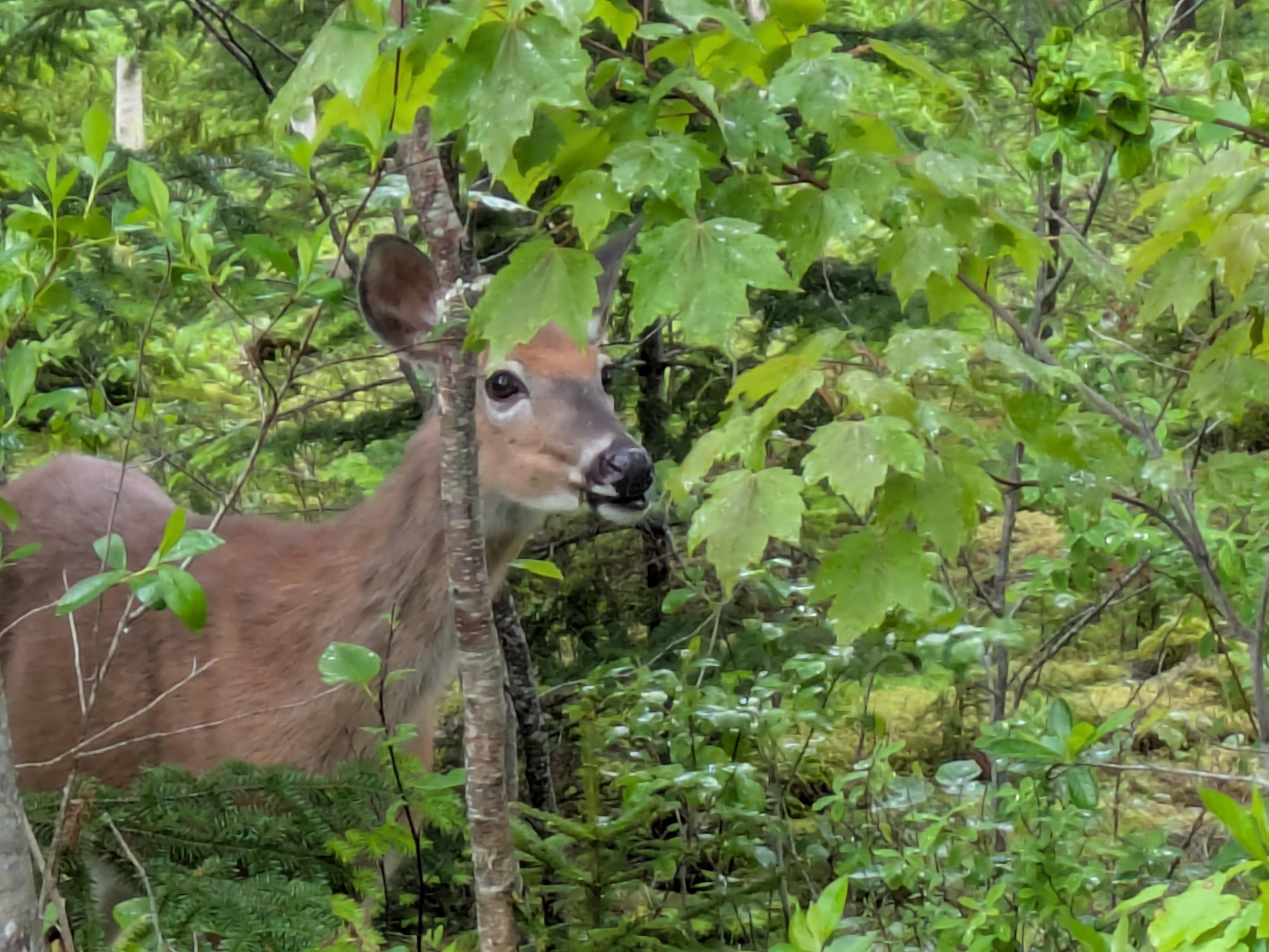A deer we saw near the house!