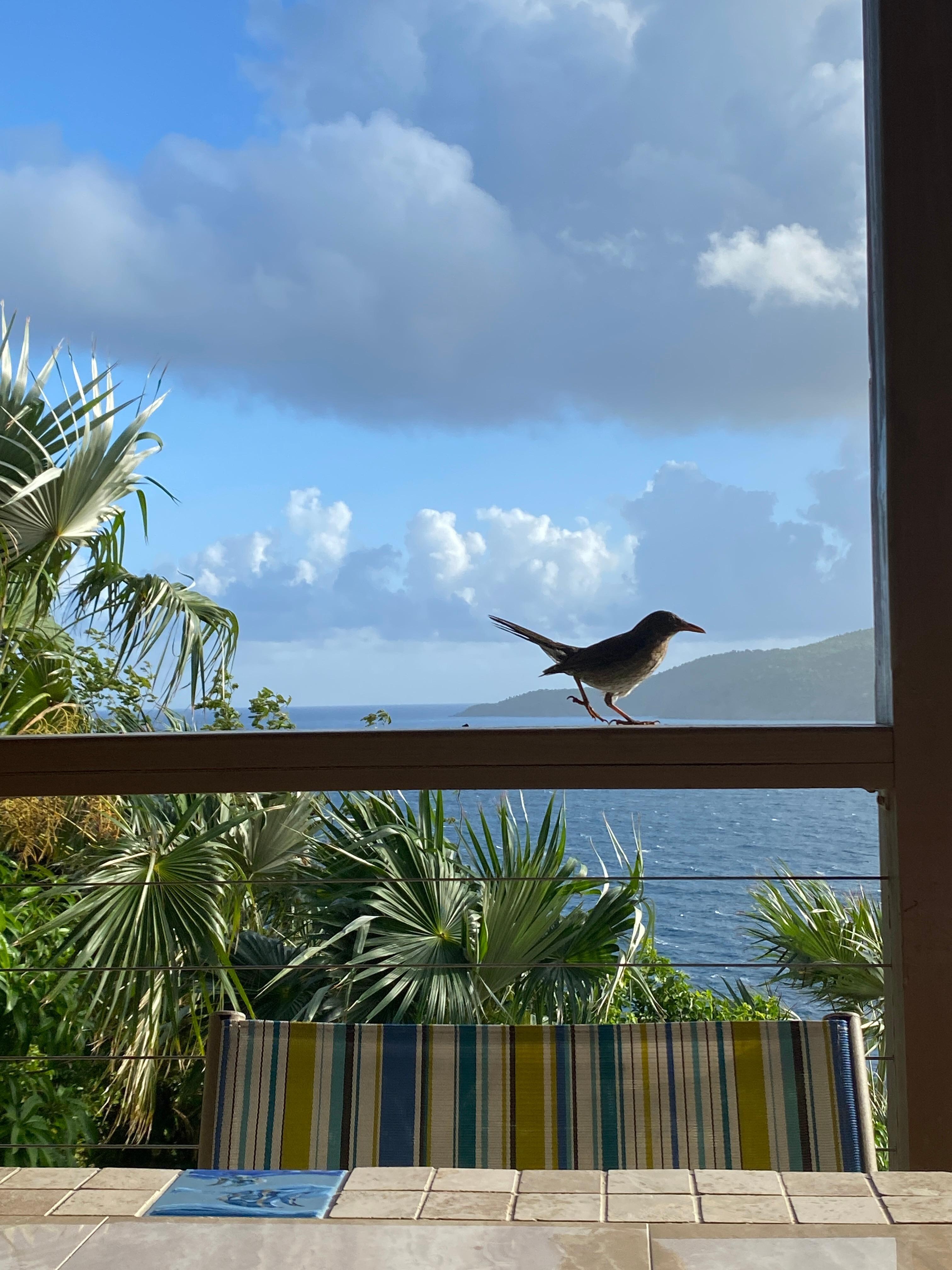 Little friend who joined me each morning