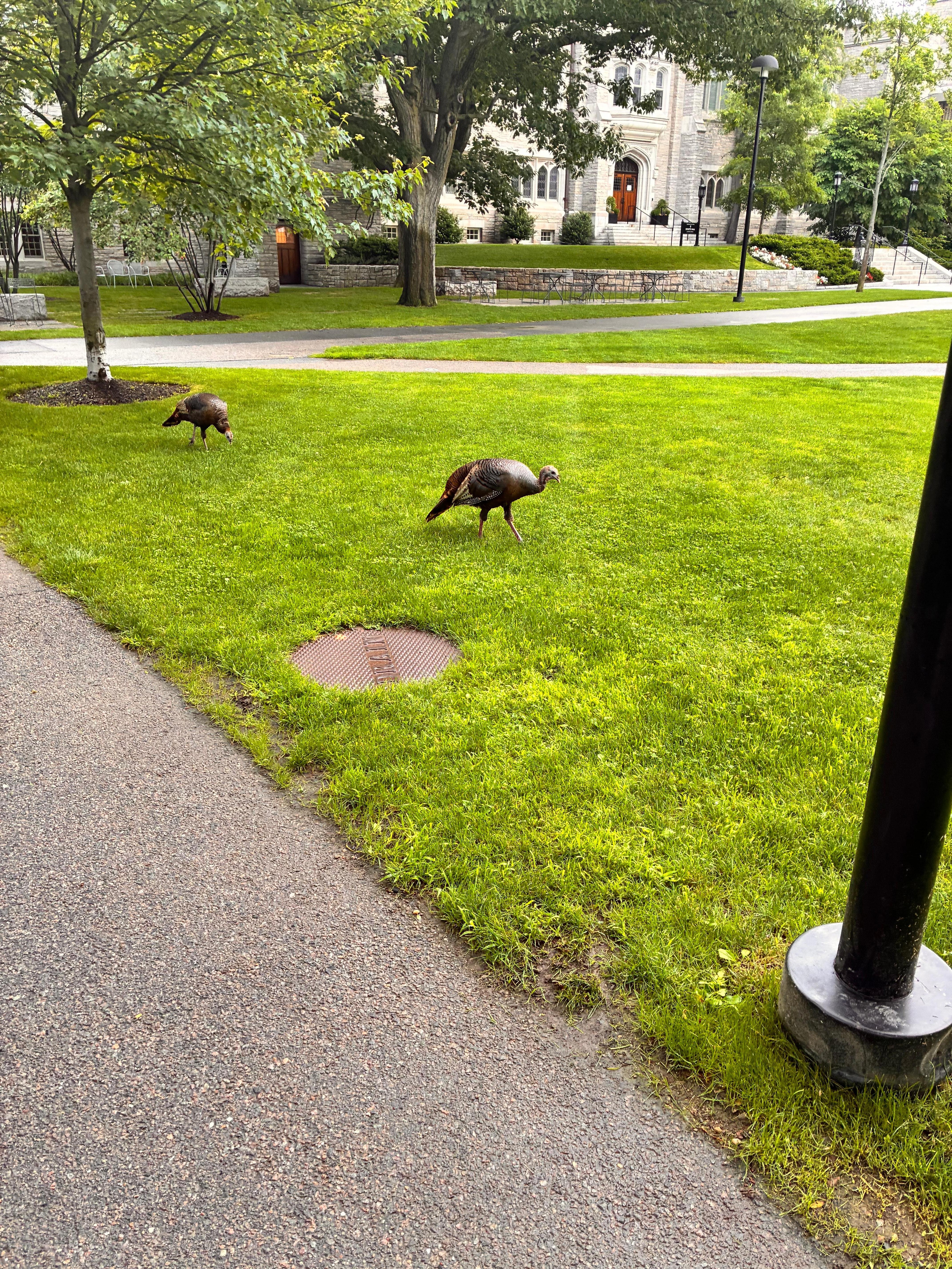 Wild turkeys on Harvard’s campus. Who knew. Just a short walk from hotel. 