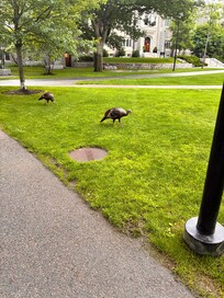Wild turkeys on Harvard’s campus. Who knew. Just a short walk from hotel.