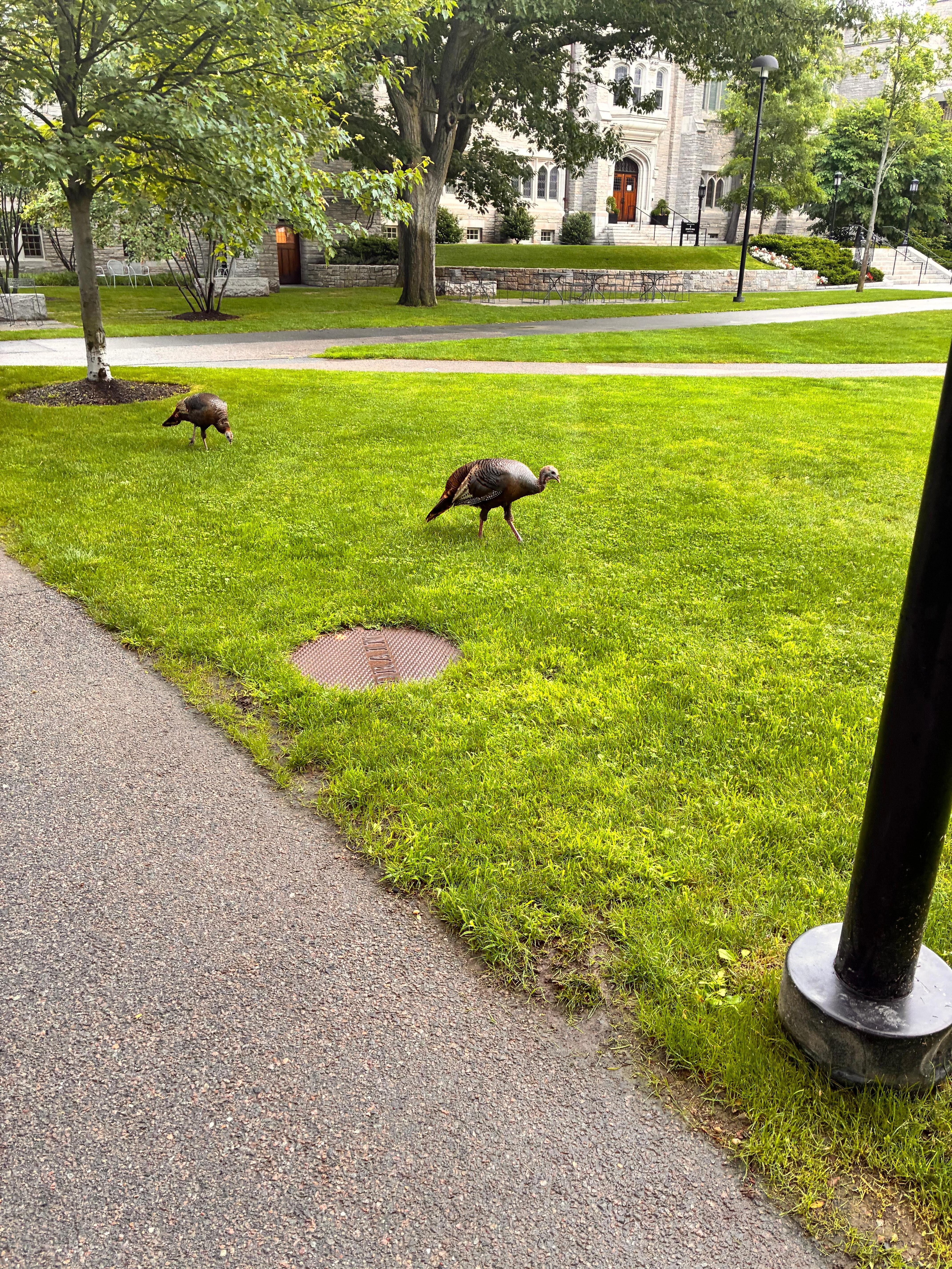 Wild turkeys on Harvard’s campus. Who knew. Just a short walk from hotel. 