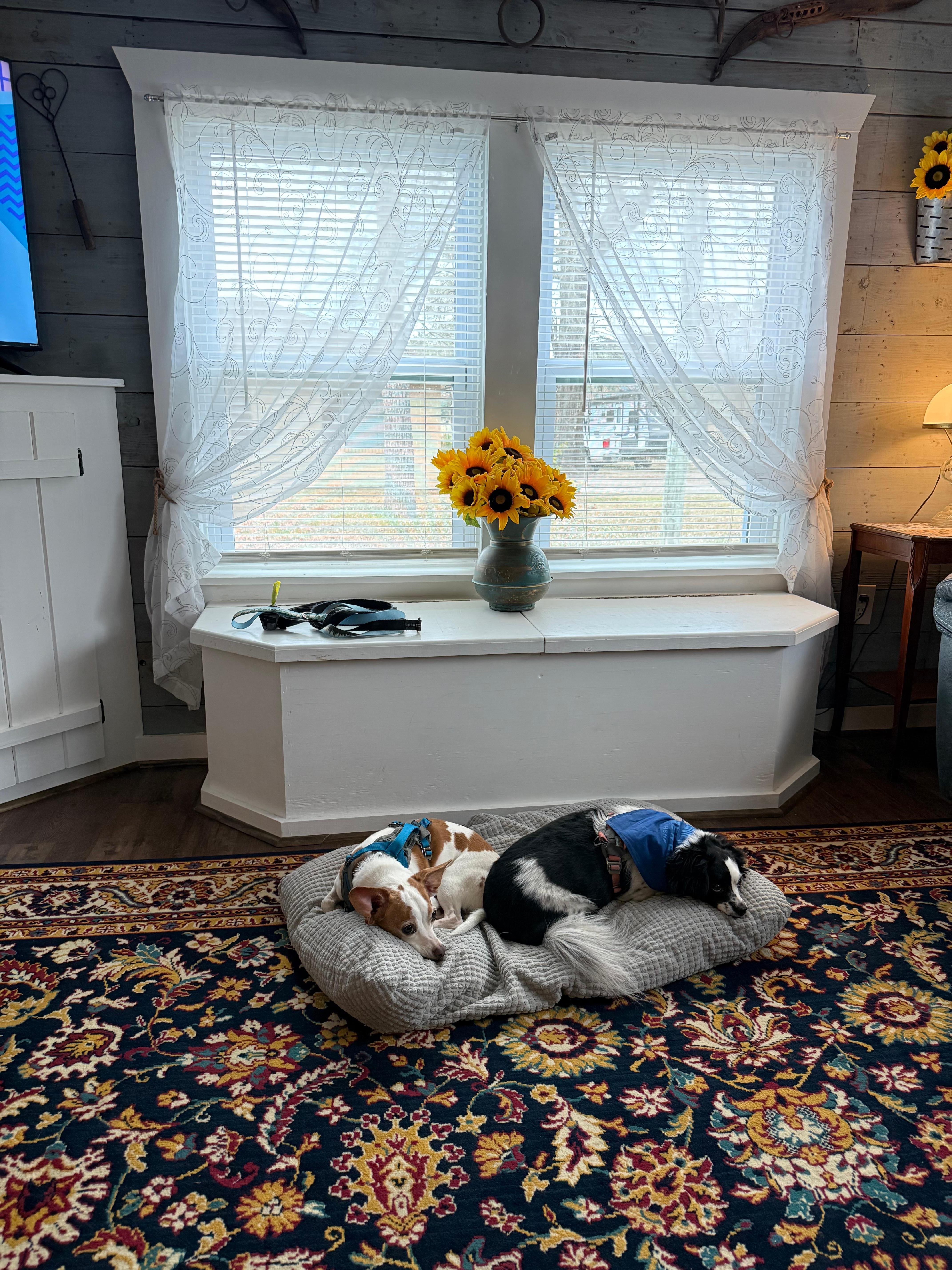 Hanging out in the living room