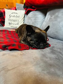 My cabin dog loves it there very safe and secure.