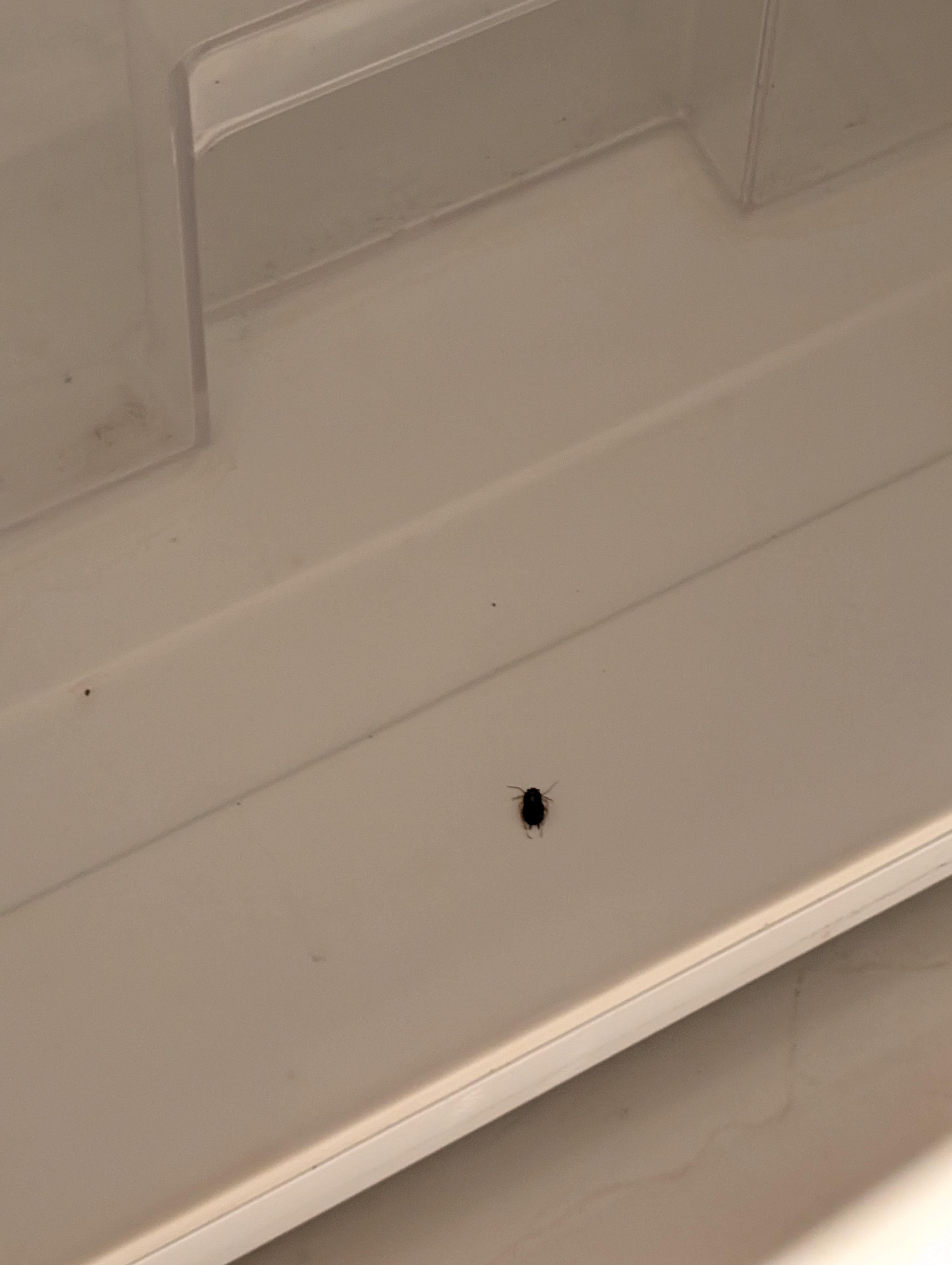 Coackroach in the fridge- harzadous. Shows they rarely clean the room