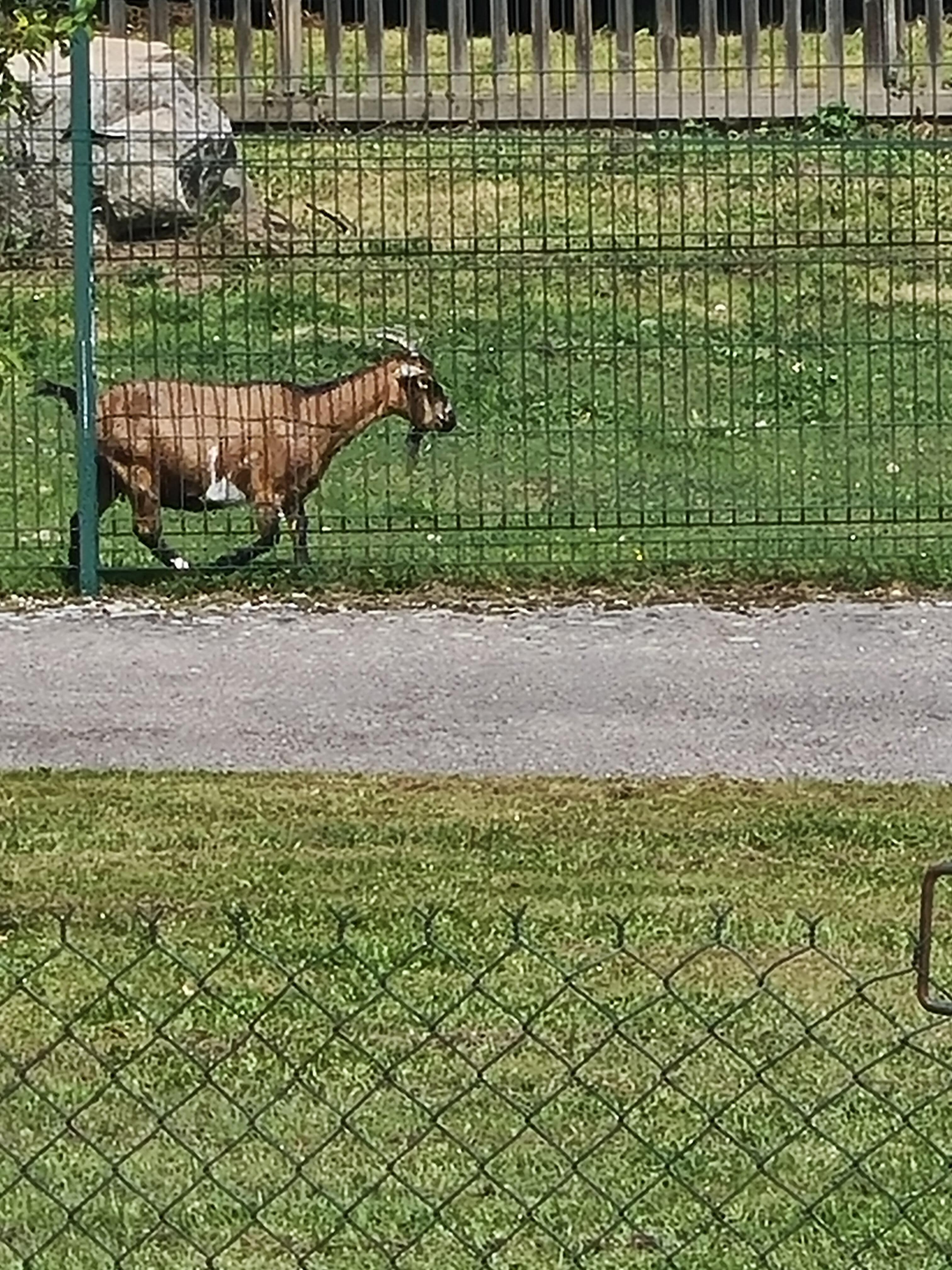 Petite surprise agréable derrière le chalet
