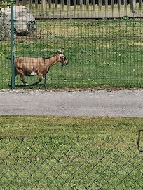 Petite surprise agréable derriÚre le chalet