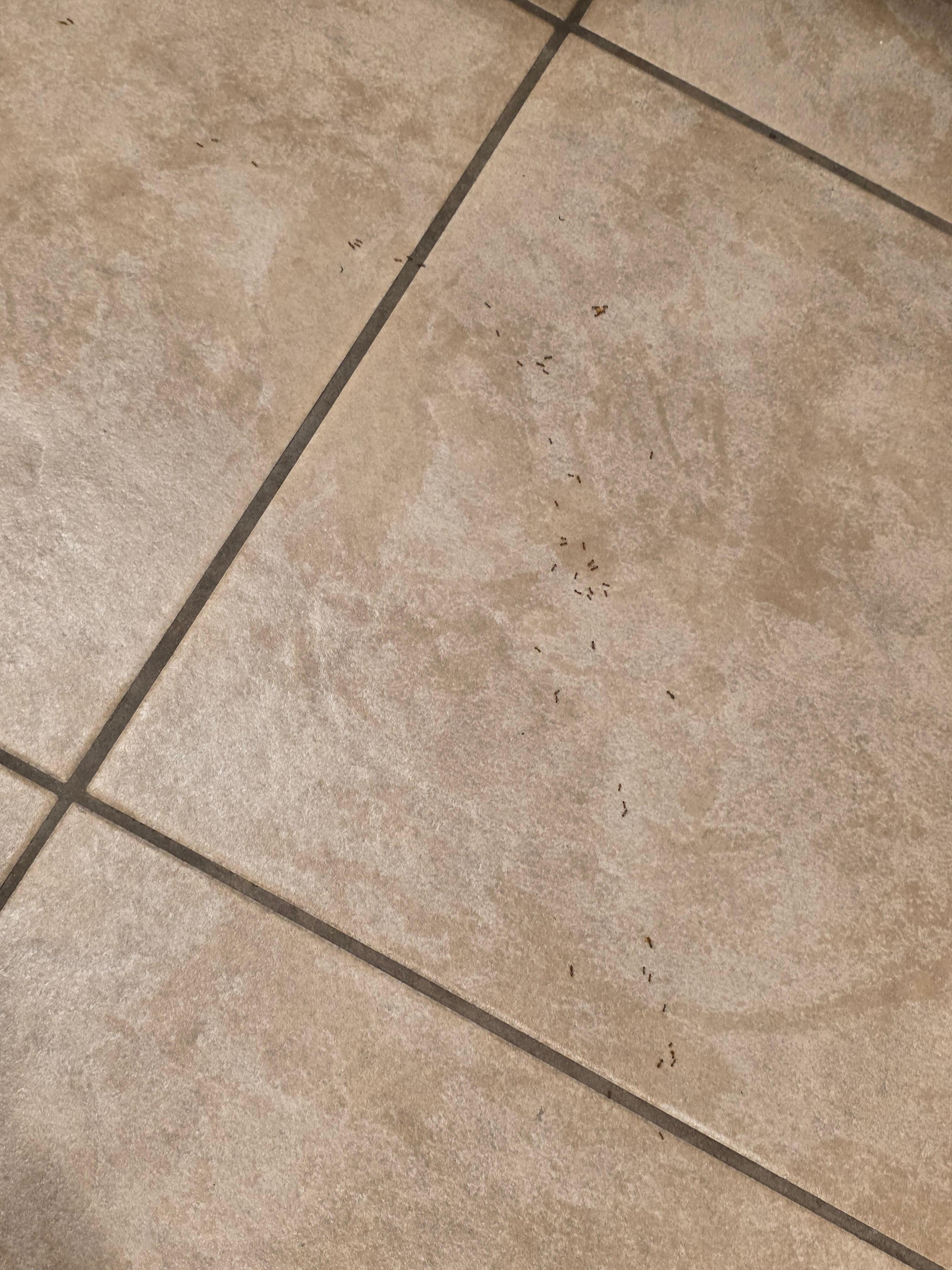 Line of ants across the kitchen floor - taken after I had wiped the whole floor down. Just kept coming!