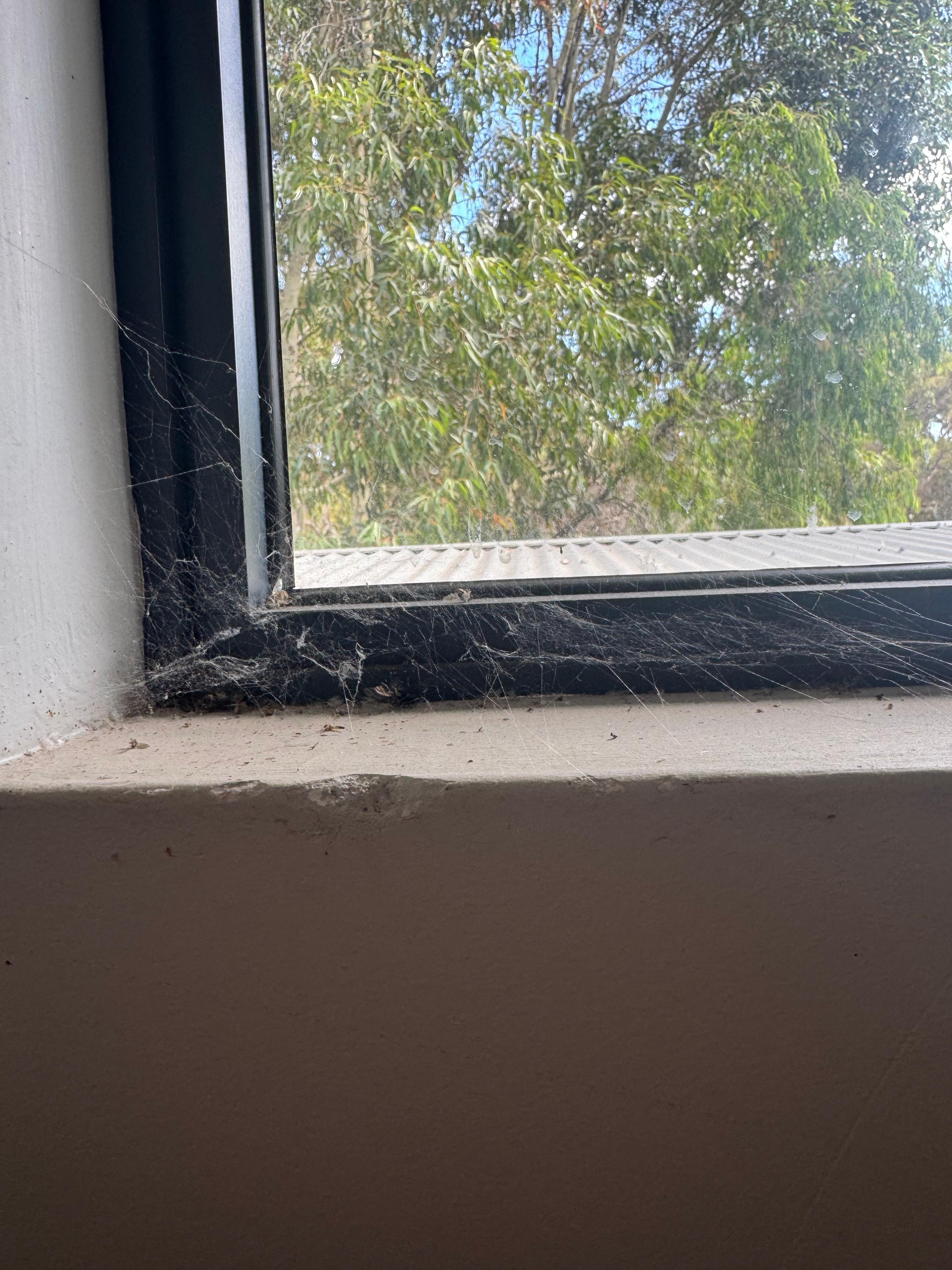 insects/webs in the windows