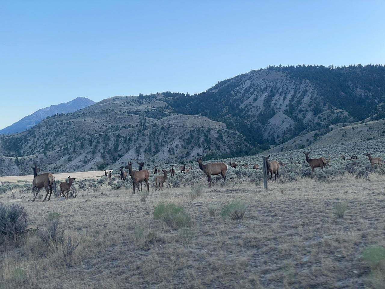 Elk in the fields next to property.
