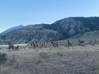 Elk in the fields next to property.