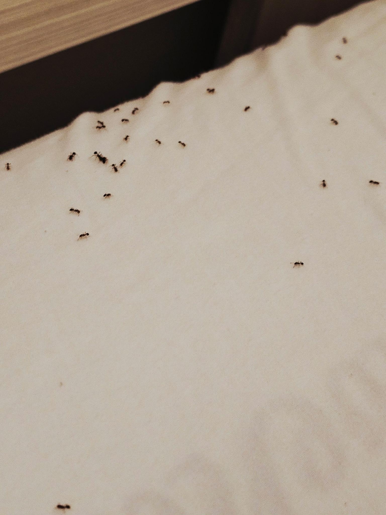 Fire ants in the bed