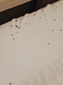 Fire ants in the bed