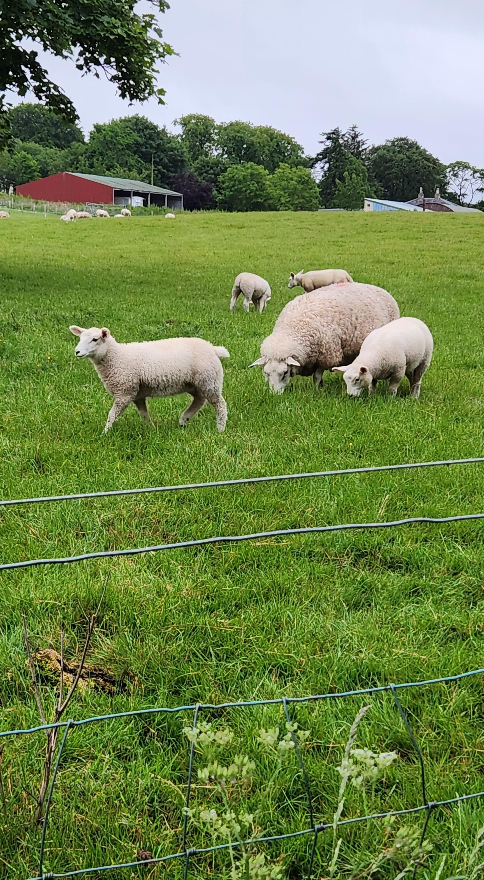 Nearby sheep