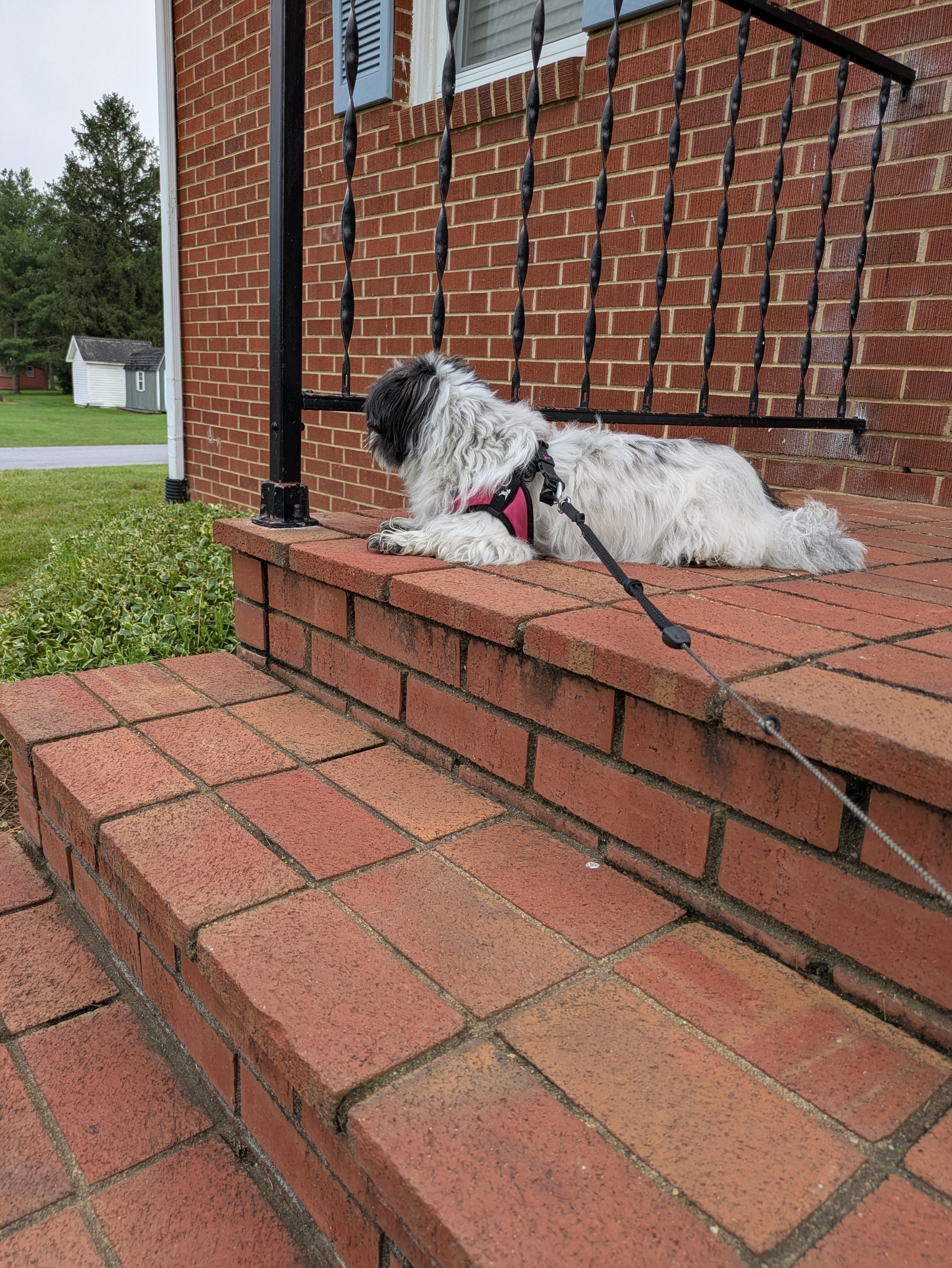 Thanks for being dog friendly!