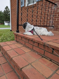 Thanks for being dog friendly!