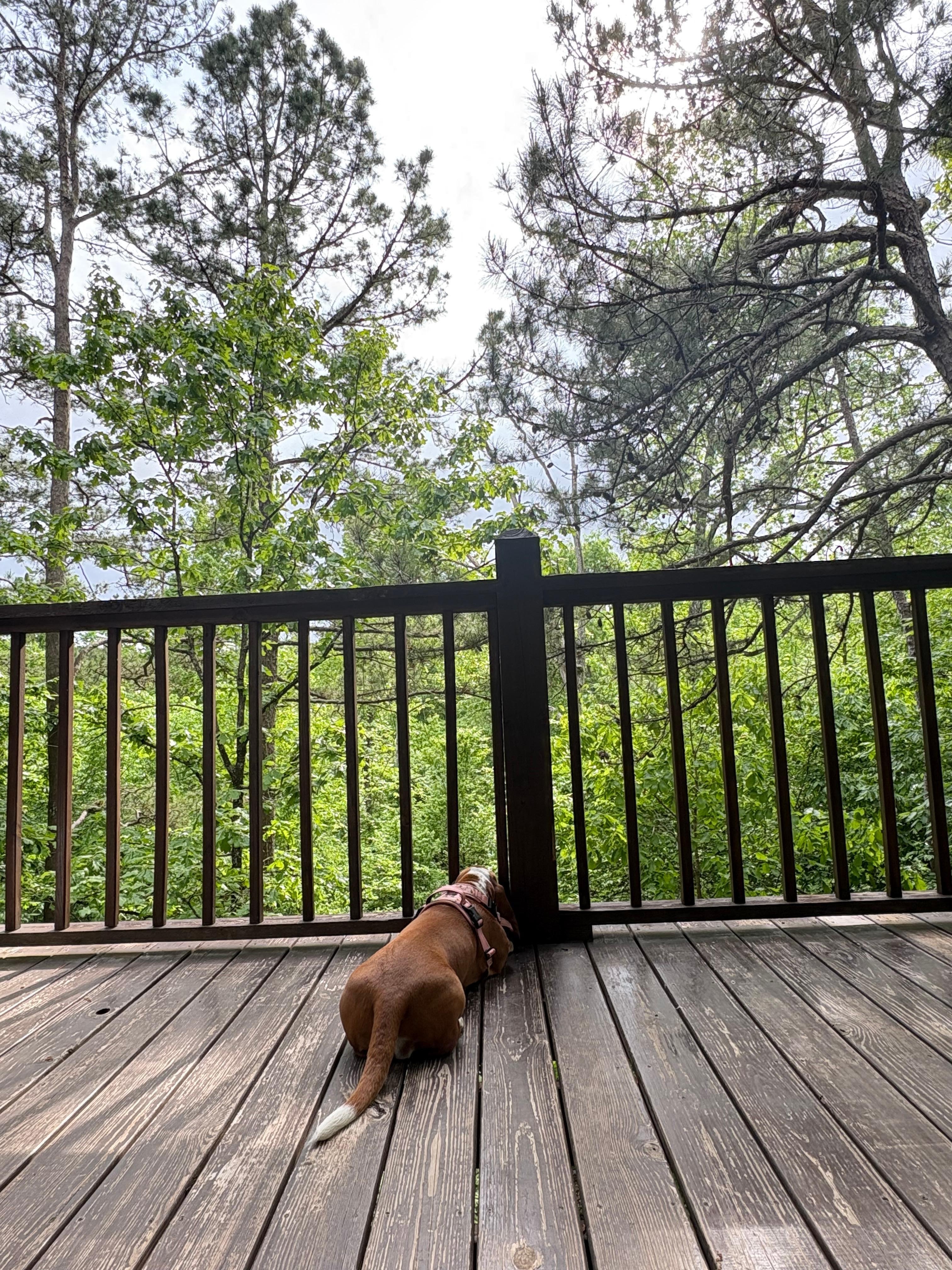 She loved the fully enclosed balcony. 