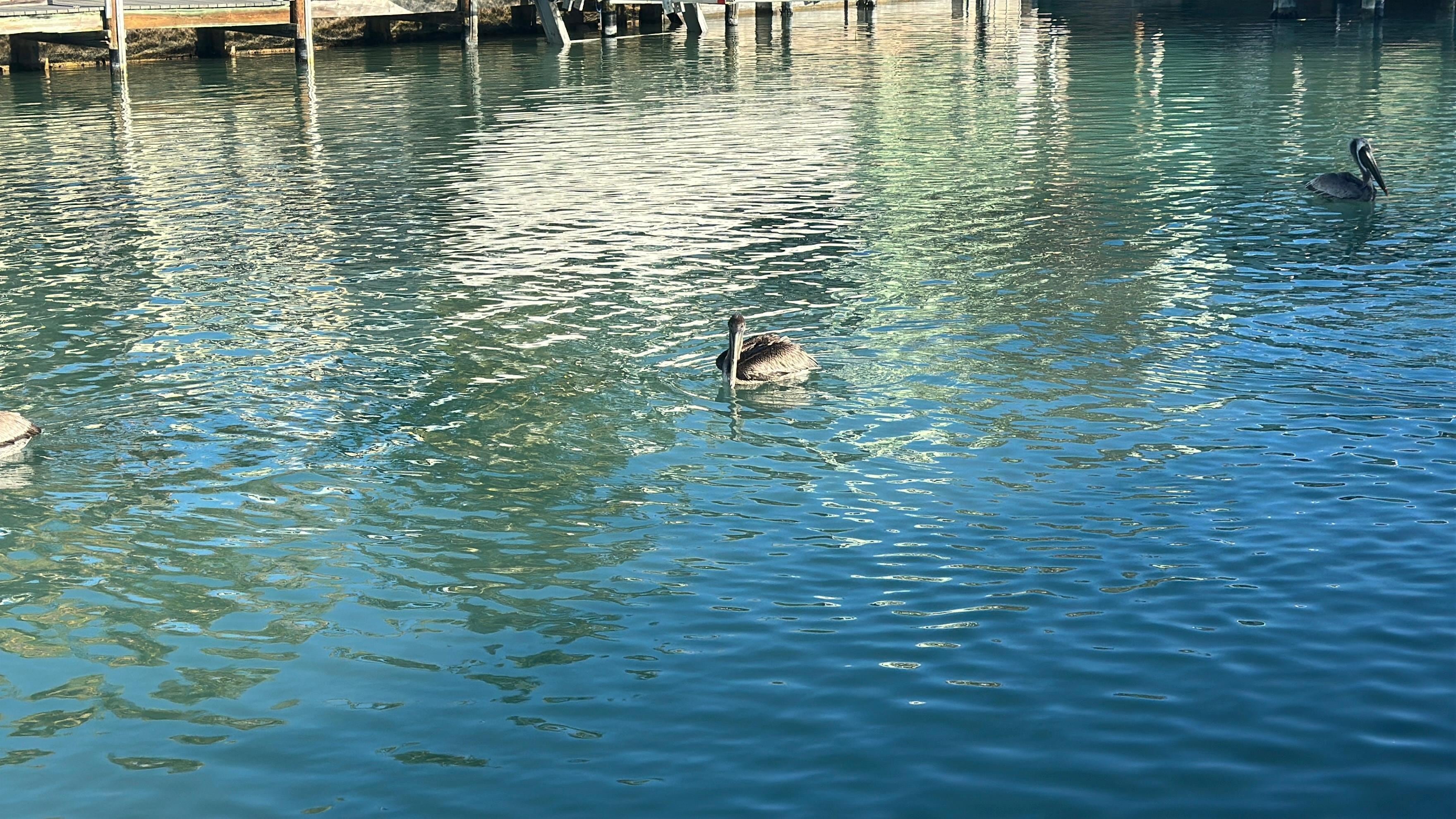 View of canal from backyard