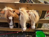 Pet me, no me, me to