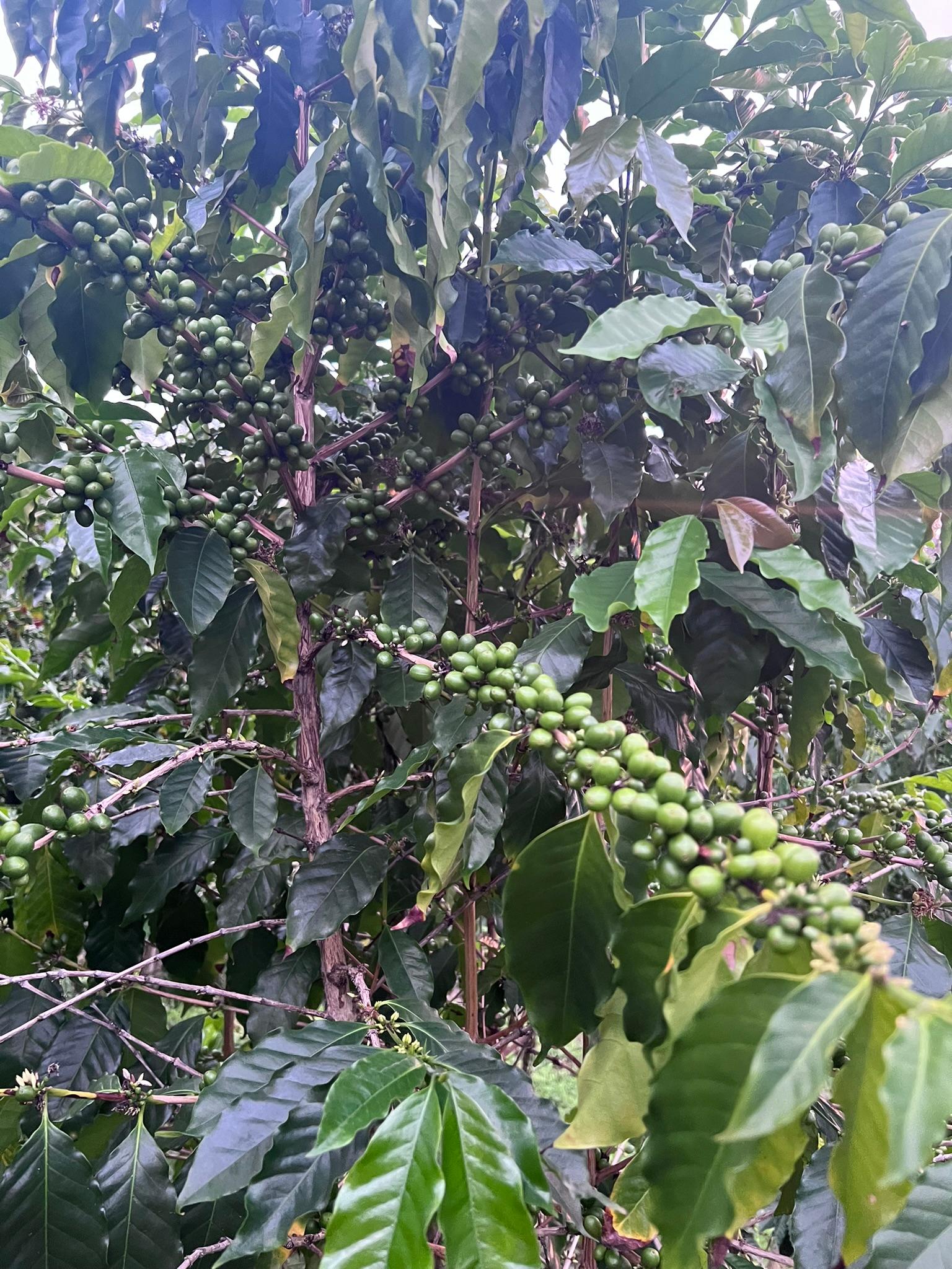 Coffee plant