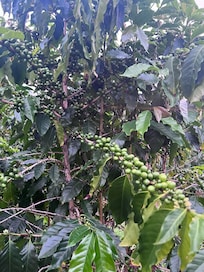 Coffee plant