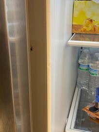 roaches crawling in the fridge