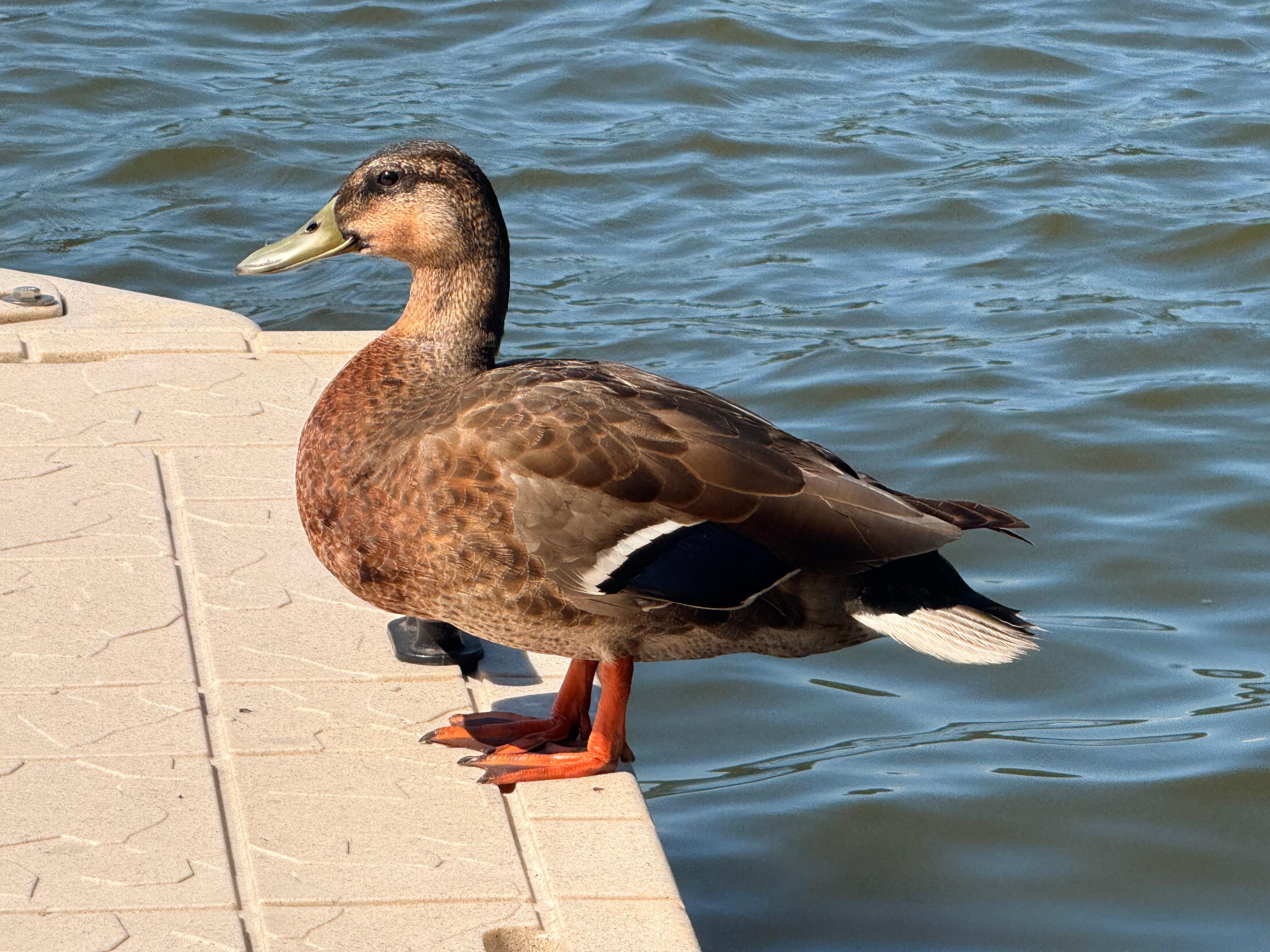 A visitor on the dock