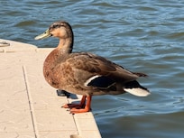 A visitor on the dock