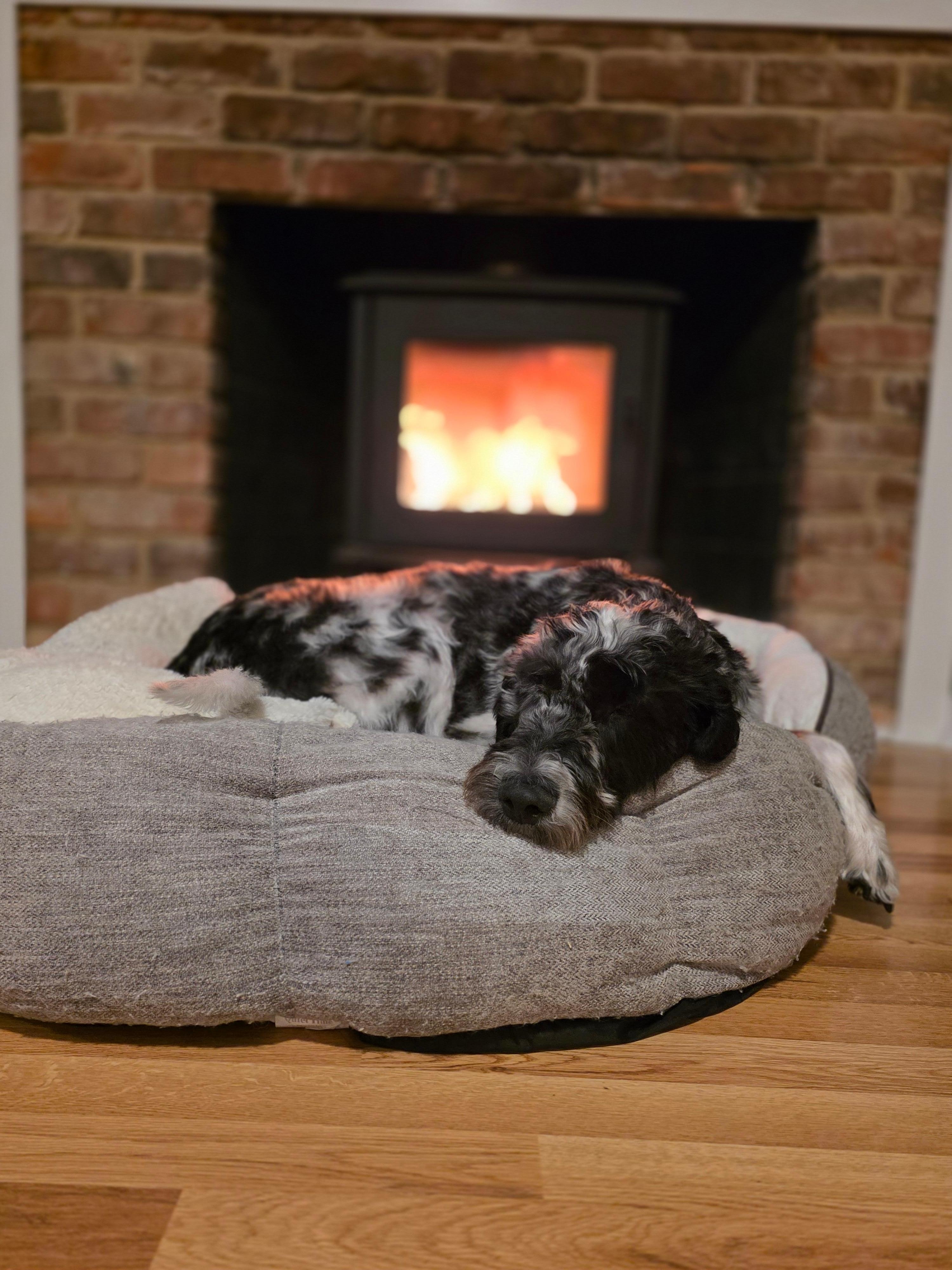 The dogs would also say five stars. 