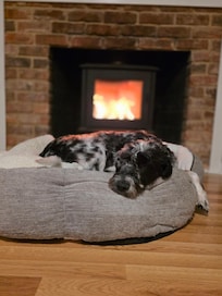 The dogs would also say five stars.