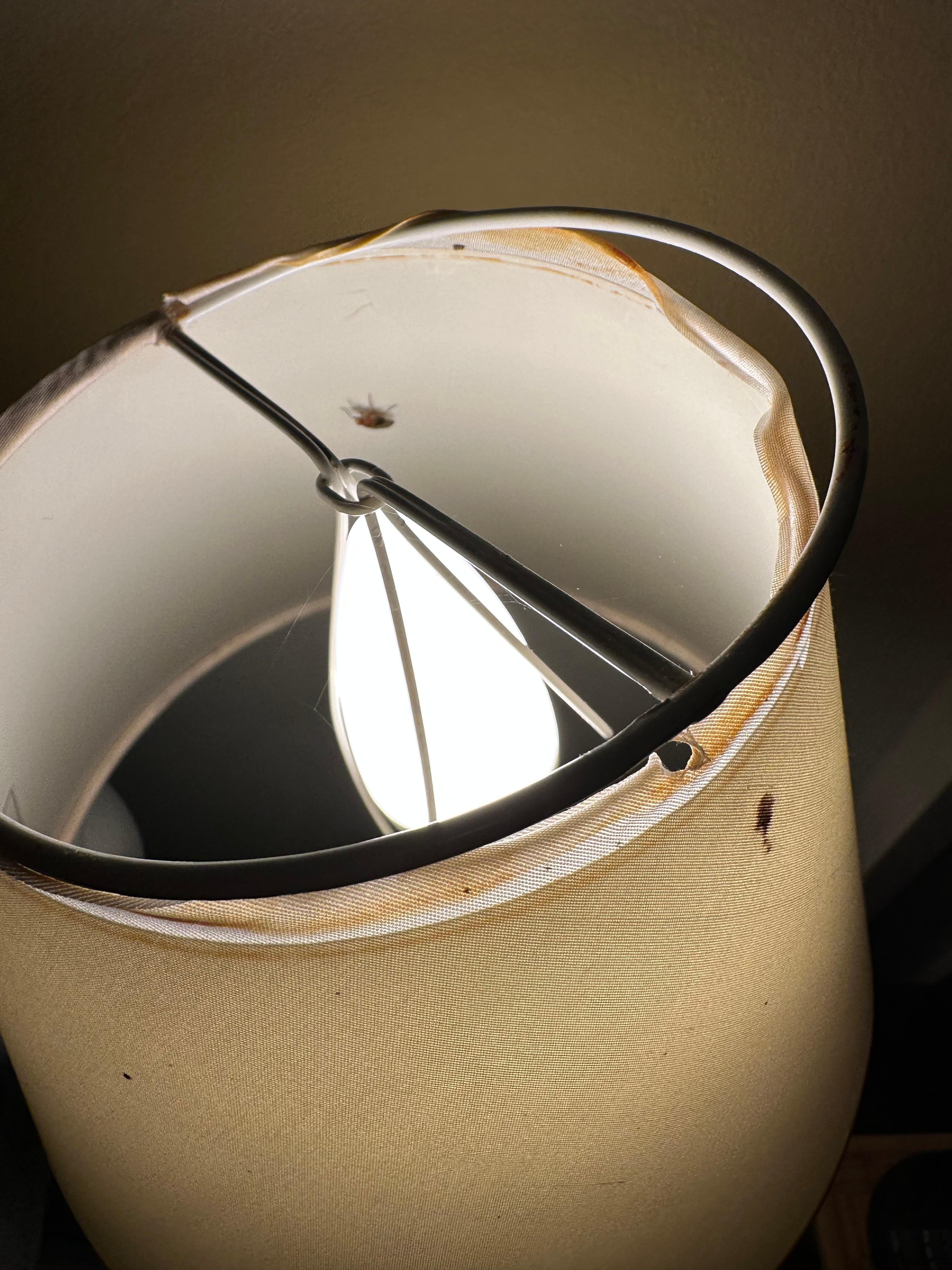 Photo of one of our table lamp. Note the bug crawling on the inside.