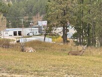 Deer