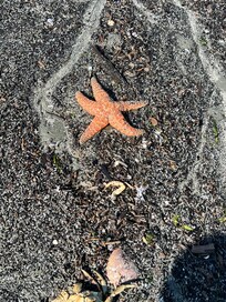 Low tide finds on the beach