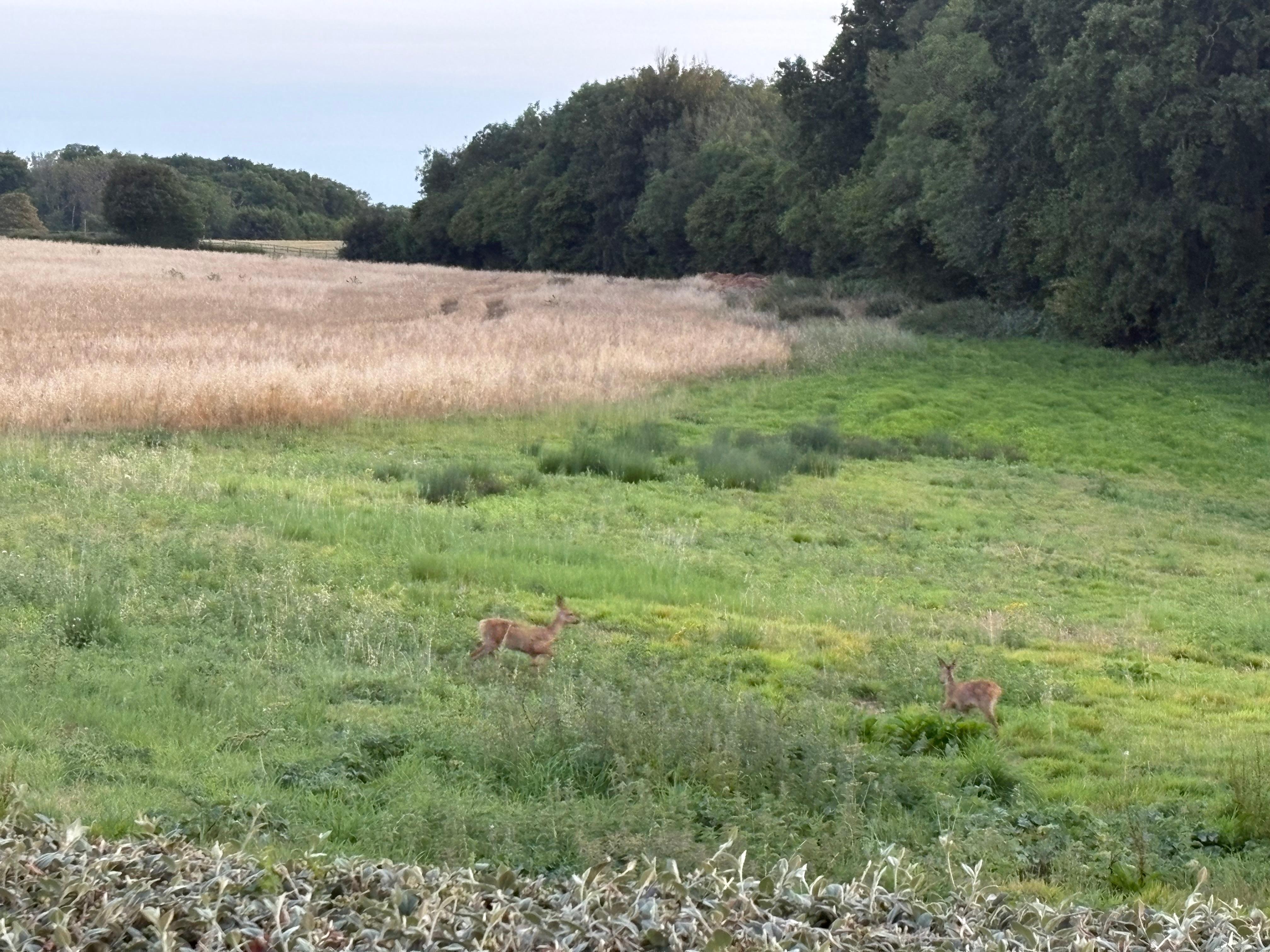 Deer in the field next to the property 