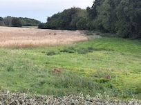 Deer in the field next to the property