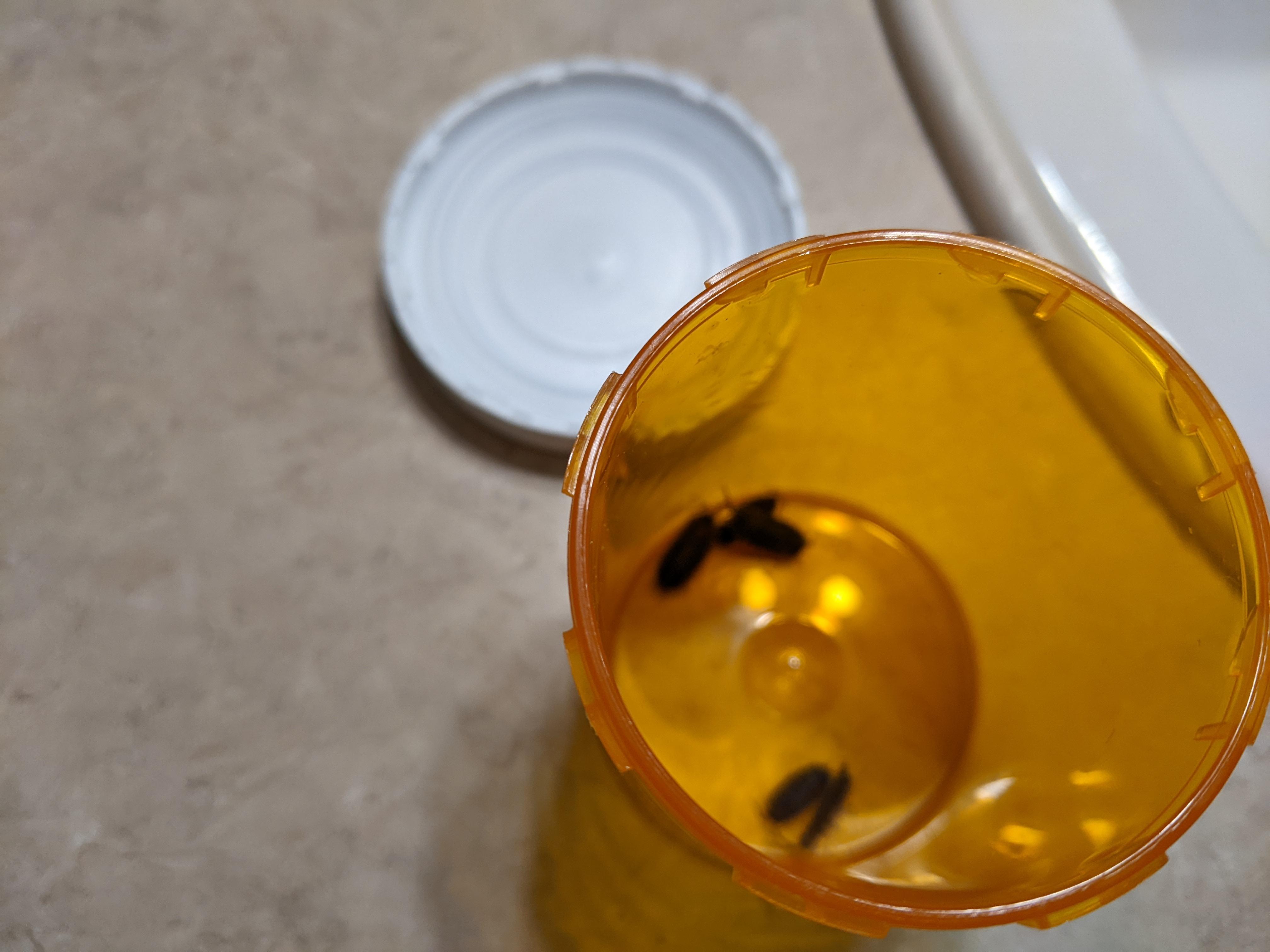 bugs in the bathroom