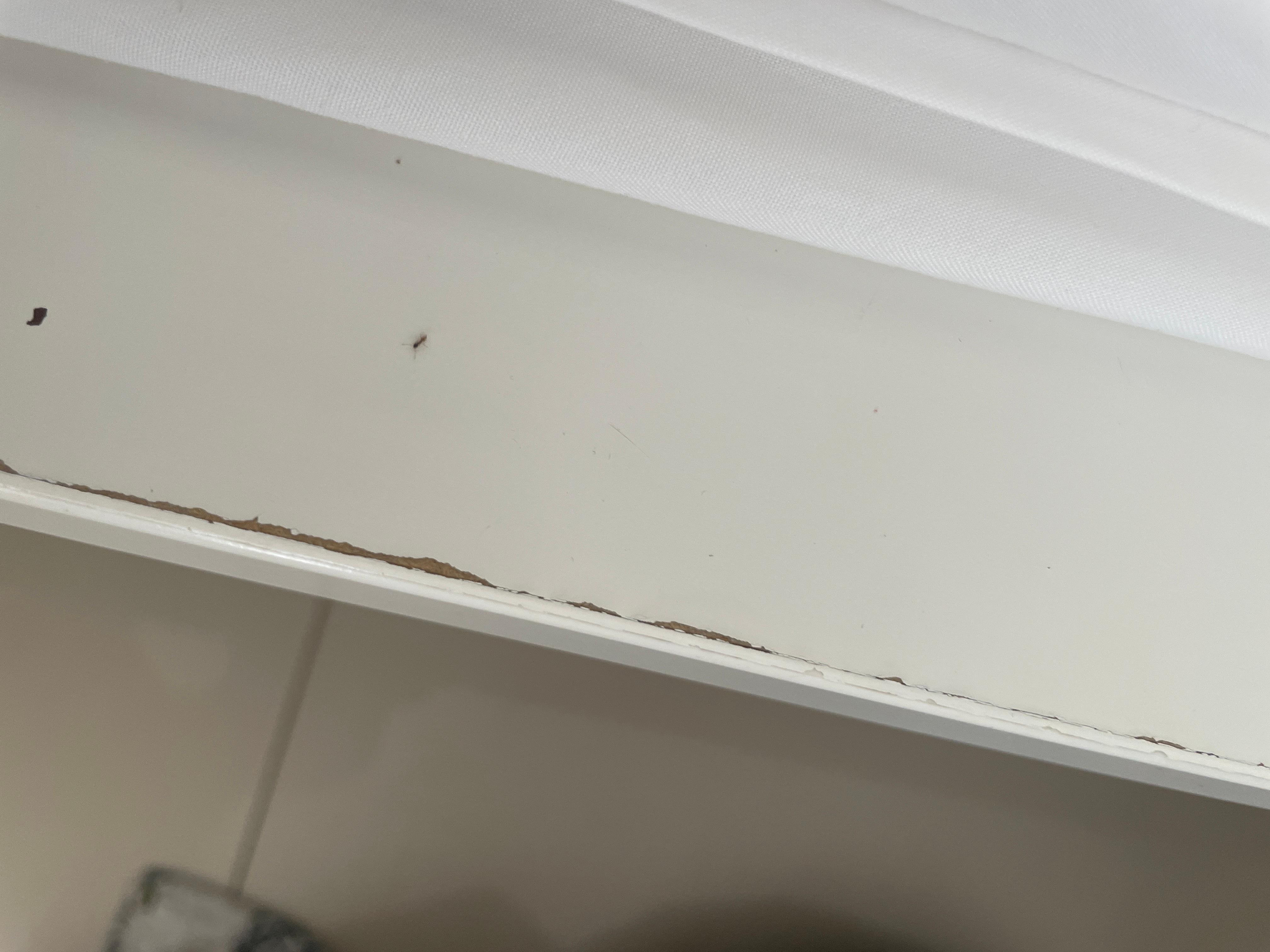 Ant’s were all on us when we woke up and on the ground