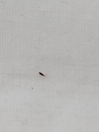 Springtails