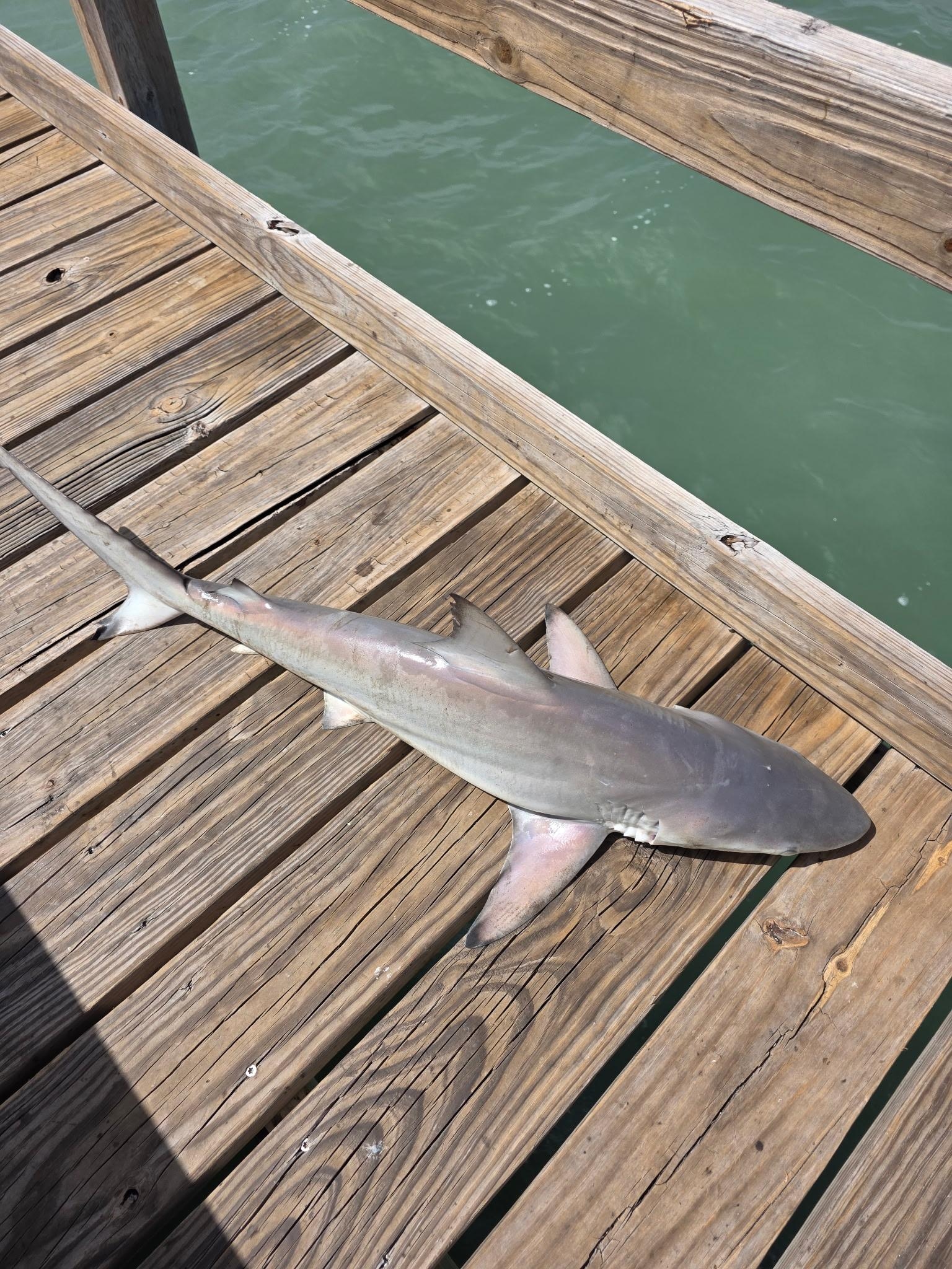 One of our catches from the onsite pier.