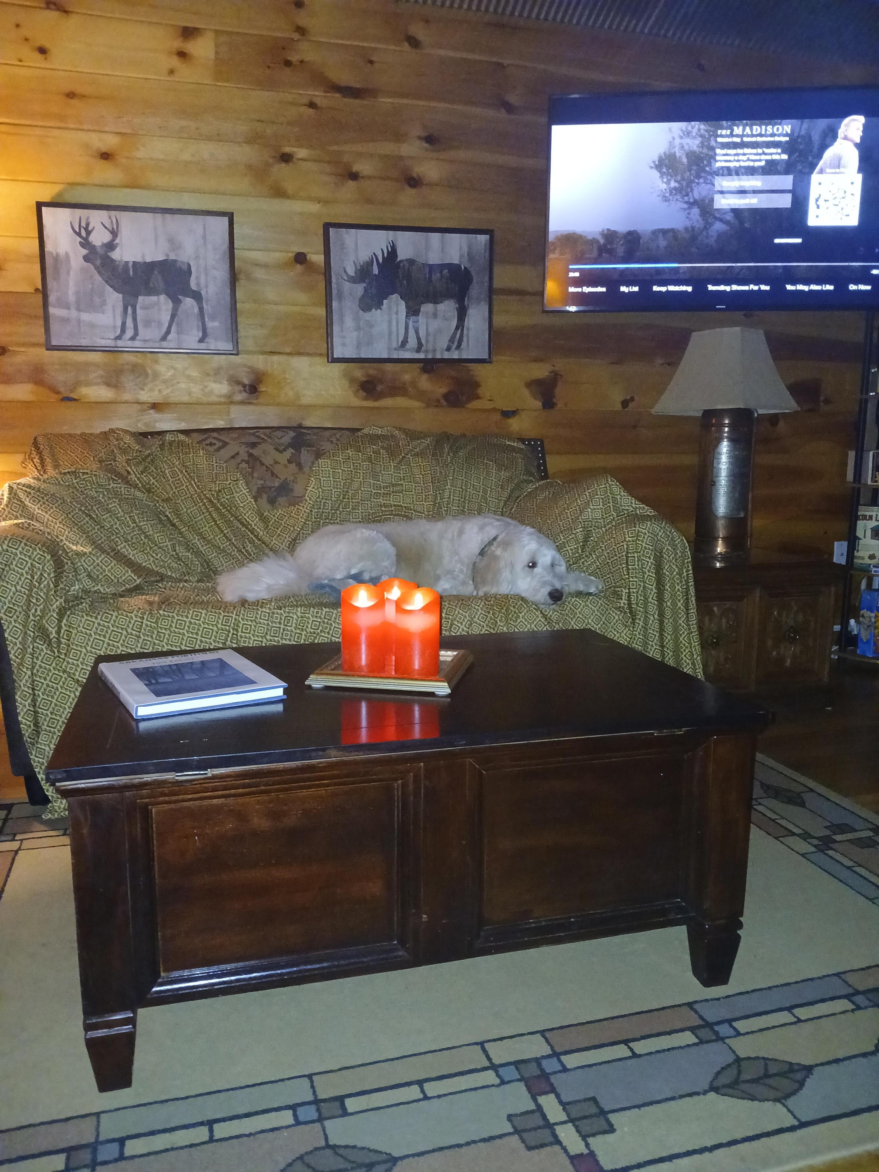 Kona enjoying the comfortable setting.