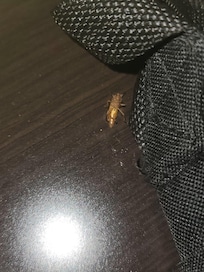 Killed this roach after it crawled out under my back-pack on the TV cabinet.