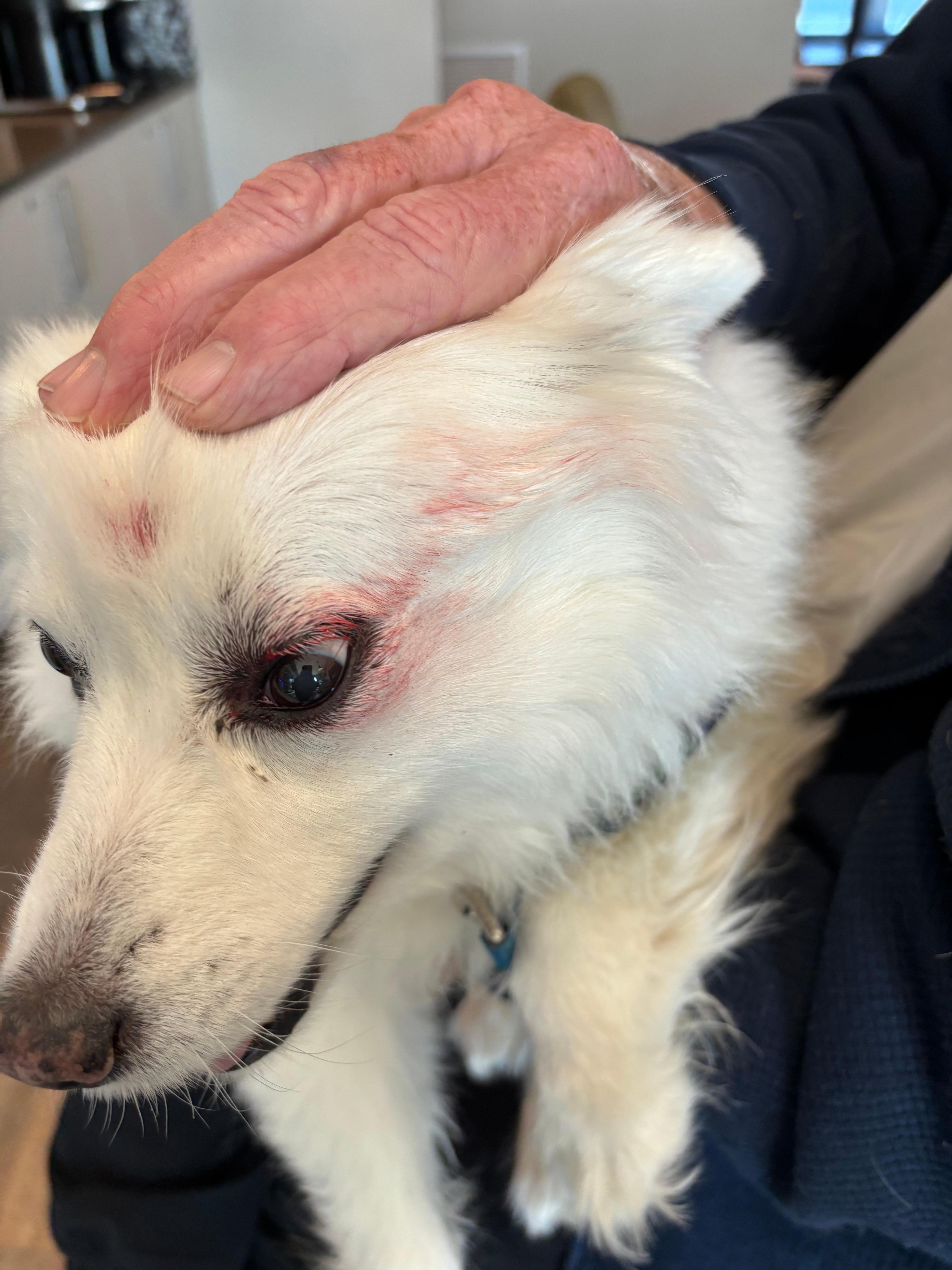 Dog attack by resident dog