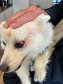 Dog attack by resident dog